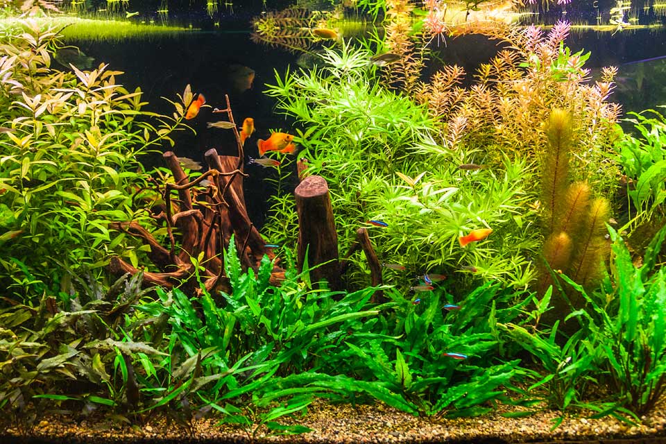 5 Benefits of Low Light Aquarium Plants